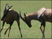 بز کوهی آفریقایی 