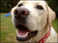 Companhia de cachorros ajudaria pacientes a se sentirem melhor