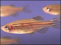 زیبرا مچھلی