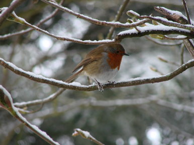Rockin' robin