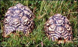 Two South African Leopard Tortoises