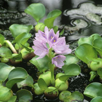 Eichhornia crassipes