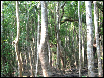 सुंदर वन (फ़ाइल फ़ोटो)