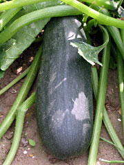 Cucurbita pepo 'Long Green Bush'