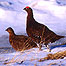 Grouse