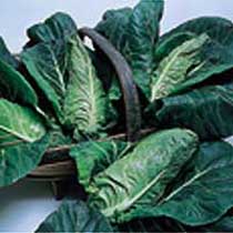 Summer cabbage 'Hispi'. Image supplied by Dobies