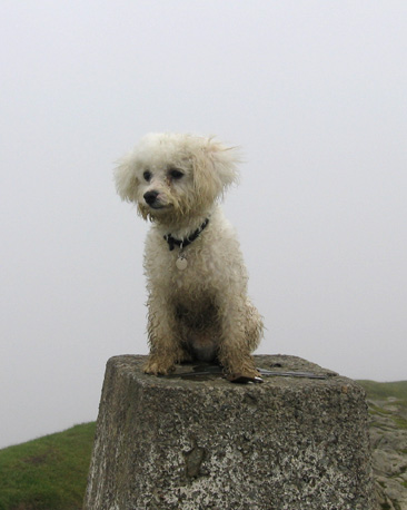 Bertie the dog, courtesy of Alan Bryden
