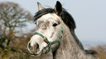 Grey horse from istockphoto.com