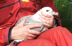 A fulmar on Eynhallow