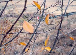 عکس از گلی موسوی