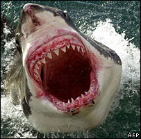 Tubarão branco - foto de arquivo