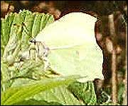 Brimstone Butterfly at Cromwell Bottom