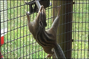chipmunk in cage