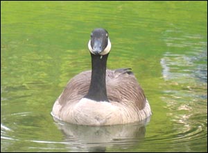 عکس ازعلی سينا احمدی