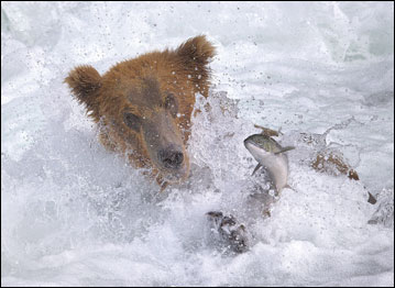 Veolia Environment Wildlife Photographer of the Year 2009 pertence ao Museu de História Natural e à revista BBC Wildlife