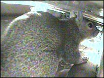 Webcam image of a squirrel