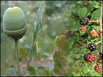 Acorn and blackberries