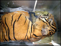 Xác một con hổ đông lạnh trong một vụ buôn lậu đầu năm ở Hà Nội