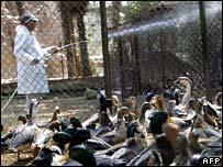 Governo do Egito diz que 11 pessoas no país têm vírus H5N1