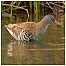 Wetlands index (Image: Water Rail)