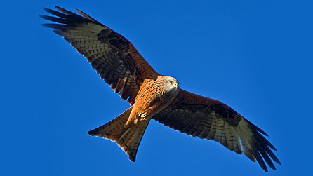 Red kite. Photo: Andrew Davies