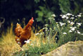 A chicken standing in grass, photo by Tom Ang