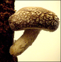 V_V_DARI_WEEK_45.MP3