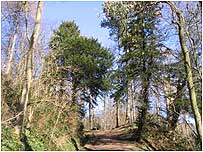 Castle Eden Dene c/o Sue Wilkinson