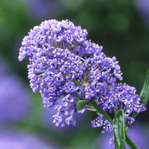 Ceanothus impressus 'Victoria'