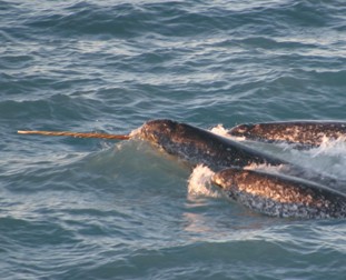 Narwhal by Kristin Laidre