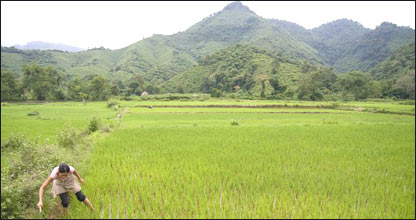 Cánh đồng ở Nghệ An, hình của Aidan Dockery, Oxfam