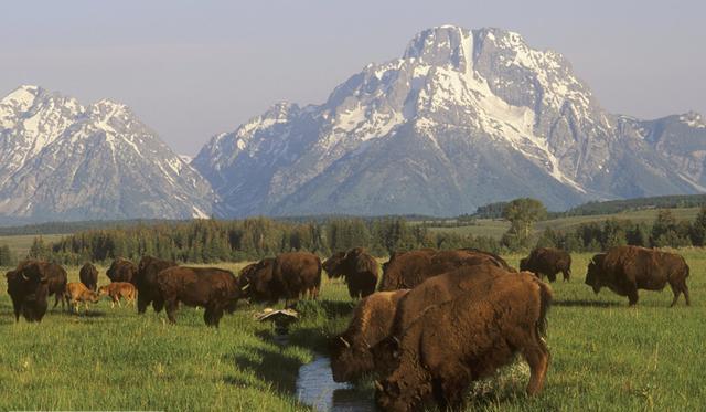 American bison (image:photolibrary.com)
