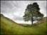 Sycamore Gap. Photo: David Webb