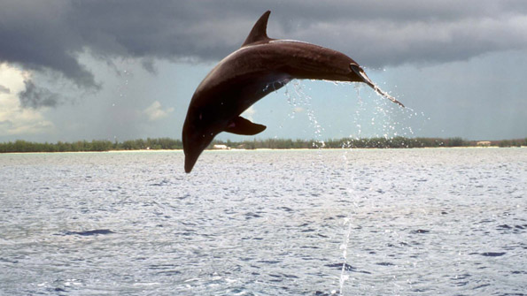 Dolphin leaping from an ocean