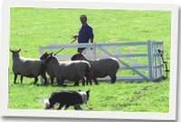 Ci defaid wrth ei waith 