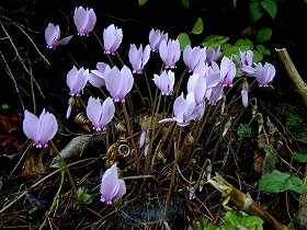 Cyclamen hederifolium