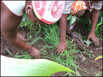 Trabalhadoras rurais em Cabo Verde