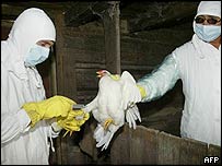 Očkování drůbeže v Rusku