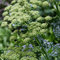 Anthriscus sylvestris