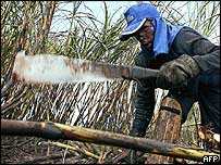Plantação de cana no Brasil