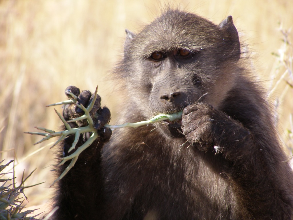 Chamca baboons share with friends more than relatives (image: Andrew King/ZSL Tsaobis Baboon Project)