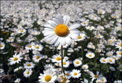 Herefordshire landscape images by Ian Collins