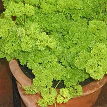 Parsley