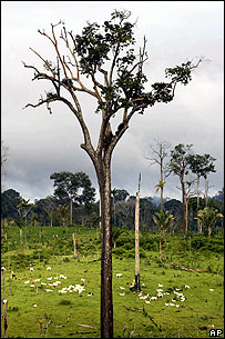 Gado em área desmatada do Pará