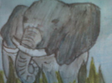 Elephant