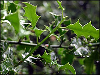 holly