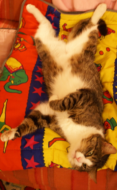 Chibley reclaiming my couch after his adventures.