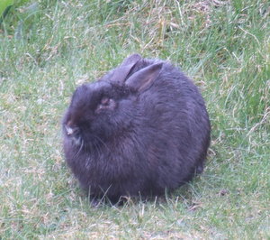 The wild black rabbit