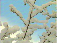 Snow on branches