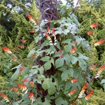 Ipomoea lobata